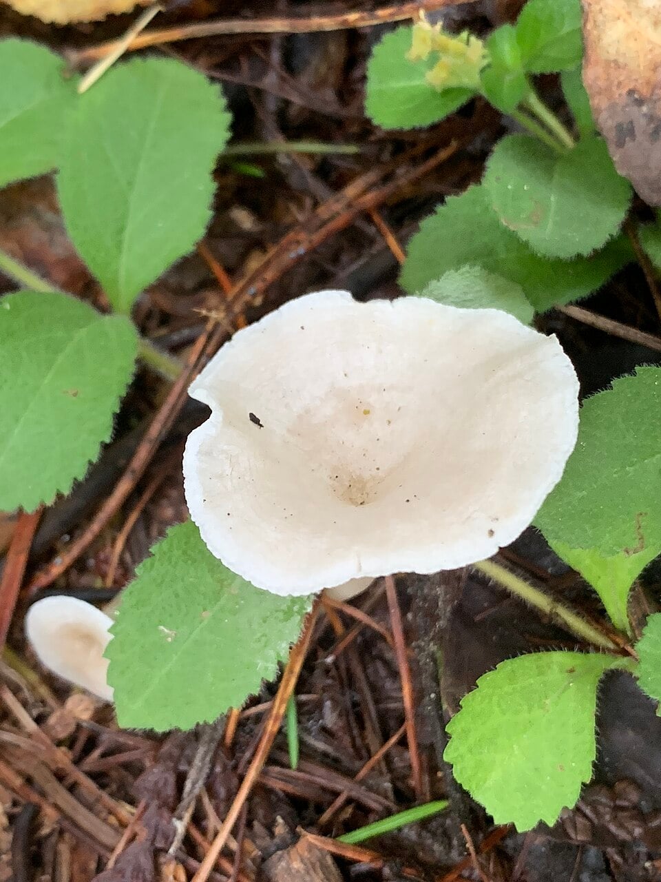Lepista fragrans (Sweet smelling clitocybe) — photo