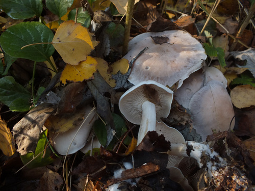 Lepista glaucocana — photo