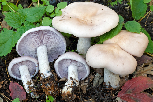 Lepista glaucocana