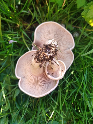 Lepista luscina — photo