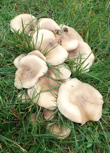 Lepista luscina — photo