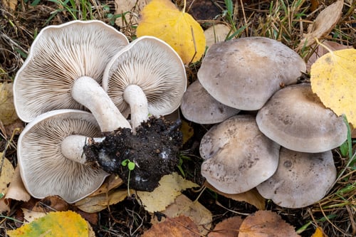 Lepista luscina