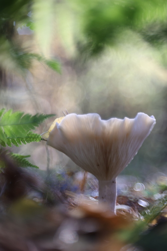 Lepista nebularis