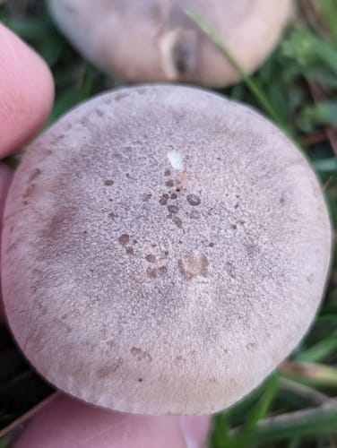 Lepista panaeolus (Cloudy tricholoma) — photo