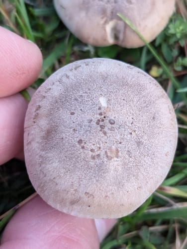 Lepista panaeolus (Cloudy tricholoma) — photo