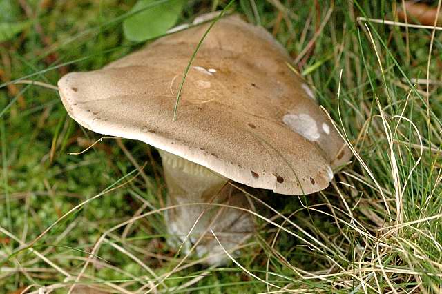Lepista panaeolus