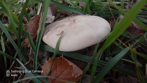 Lepista saeva (Field Blewit) — photo