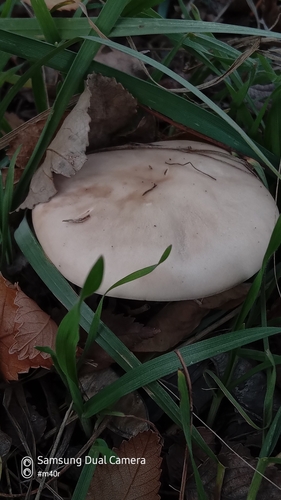 Lepista saeva (Field Blewit) — photo