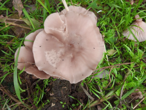 Lepista sordida