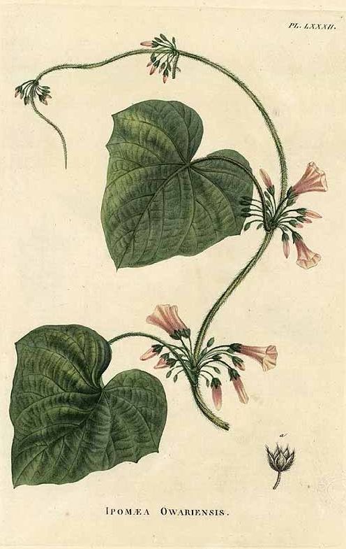 Lepistemon owariense