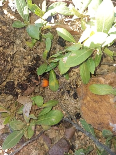 Leptactina benguelensis