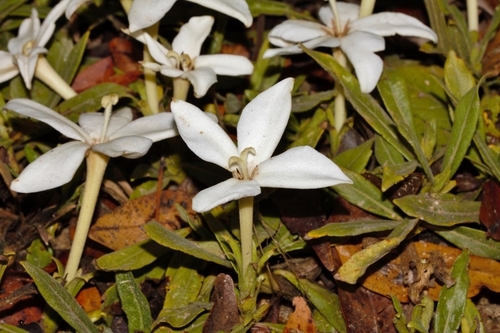 Leptactina benguelensis subsp. pubescens