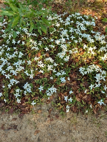 Leptactina benguelensis subsp. pubescens (Ivory carpet) — photo