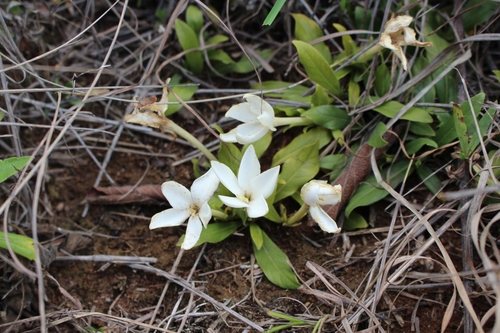 Leptactina benguelensis subsp. pubescens (Ivory carpet) — photo