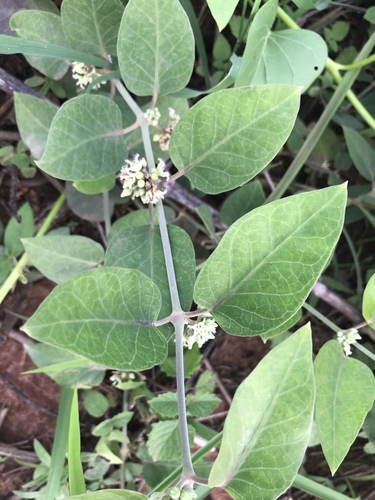 Leptadenia lanceolata — photo