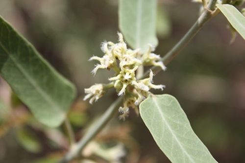Leptadenia lanceolata