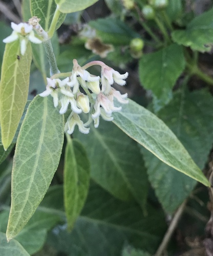 Leptadenia lancifolia — photo