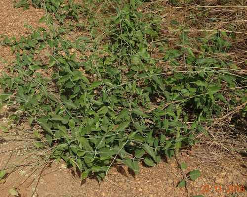 Leptadenia lancifolia — photo
