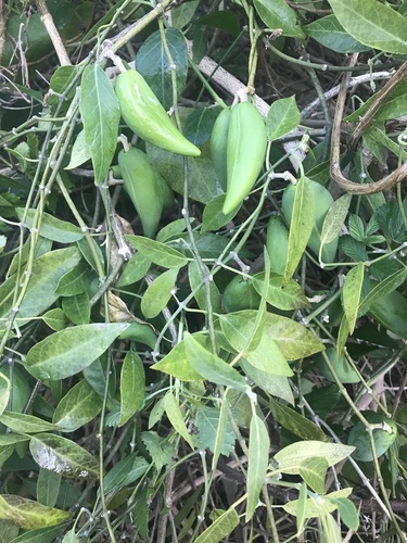 Leptadenia lancifolia