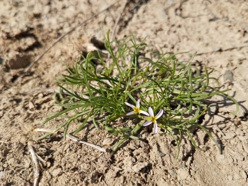 Leptaleum filifolium — photo