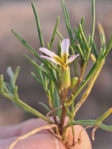 Leptaleum filifolium