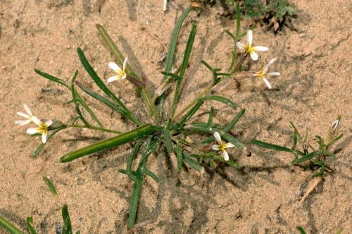 Leptaleum filifolium — photo