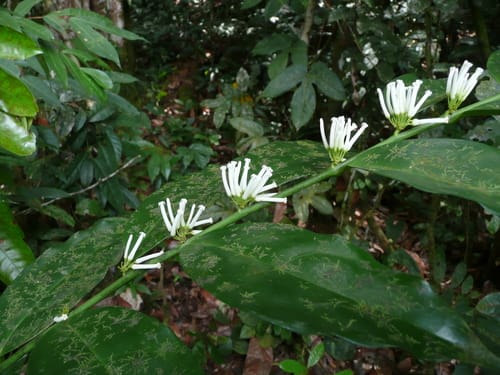 Leptaulus daphnoides — photo