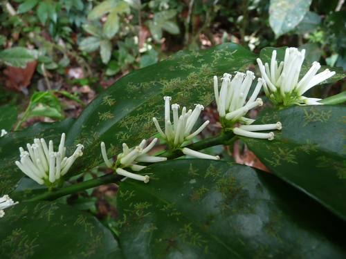 Leptaulus daphnoides
