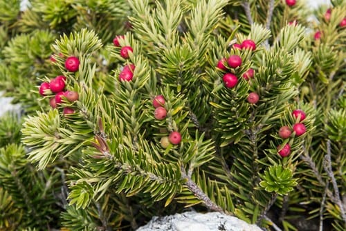 Leptecophylla abietina (Seaspray pinkberry) — photo