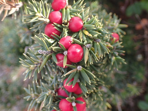 Leptecophylla abietina