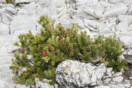 Leptecophylla abietina (Seaspray pinkberry) — photo