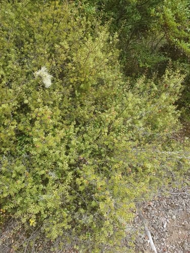 Leptecophylla juniperina