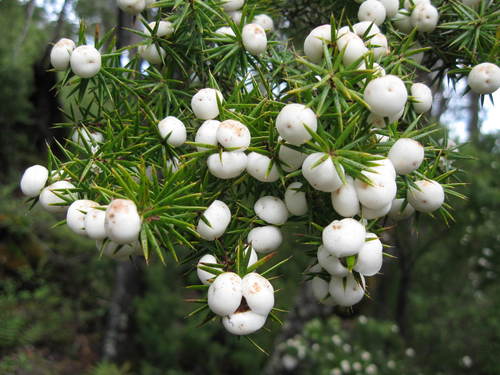 Leptecophylla juniperina subsp. oxycedrus