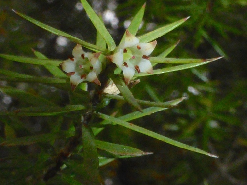Leptecophylla juniperina subsp. oxycedrus (Crimson berry) — photo