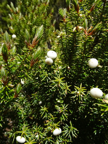 Leptecophylla juniperina subsp. oxycedrus (Crimson berry) — photo