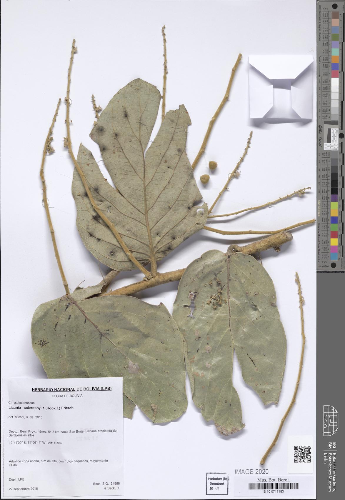 Leptobalanus sclerophyllus