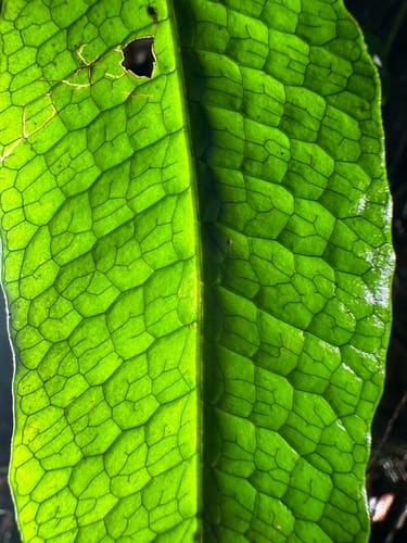 Leptochilus macrophyllus — photo
