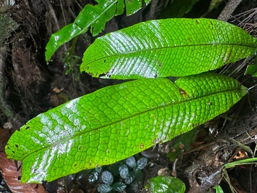Leptochilus macrophyllus — photo