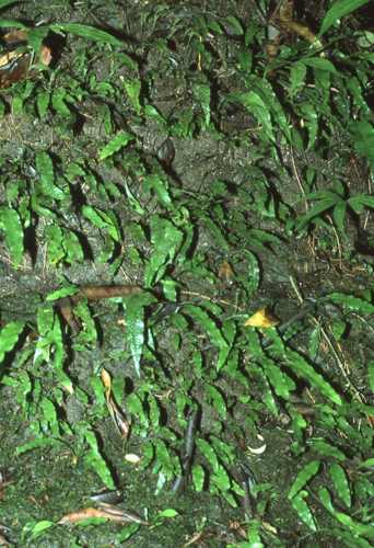 Leptochilus macrophyllus