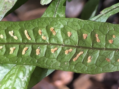 Leptochilus pteropus — photo