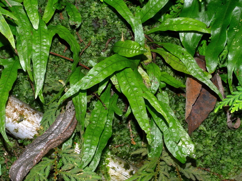 Leptochilus pteropus