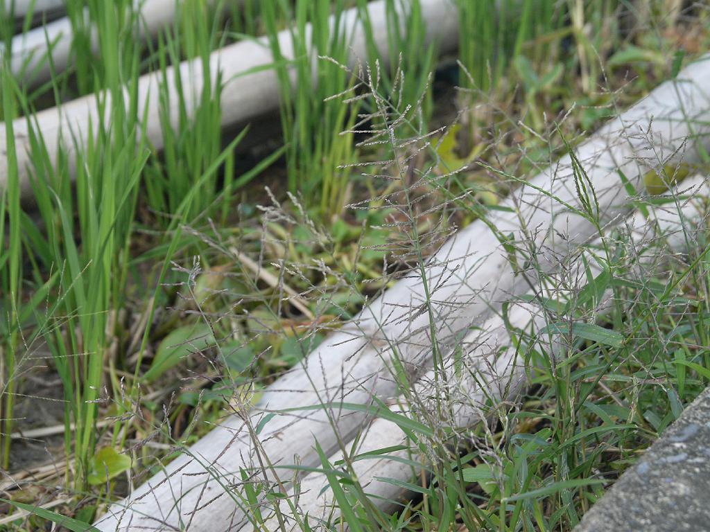 Leptochloa chinensis