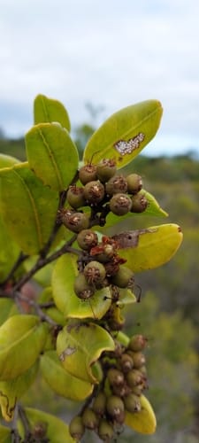 Leptolaena delphinensis — photo