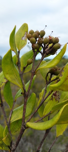 Leptolaena delphinensis