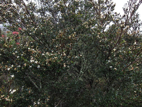 Leptolaena pauciflora — photo