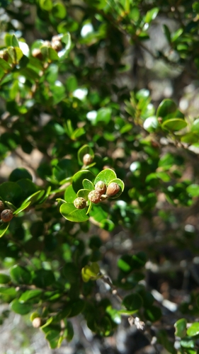 Leptolaena pauciflora — photo