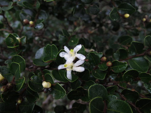 Leptolaena pauciflora