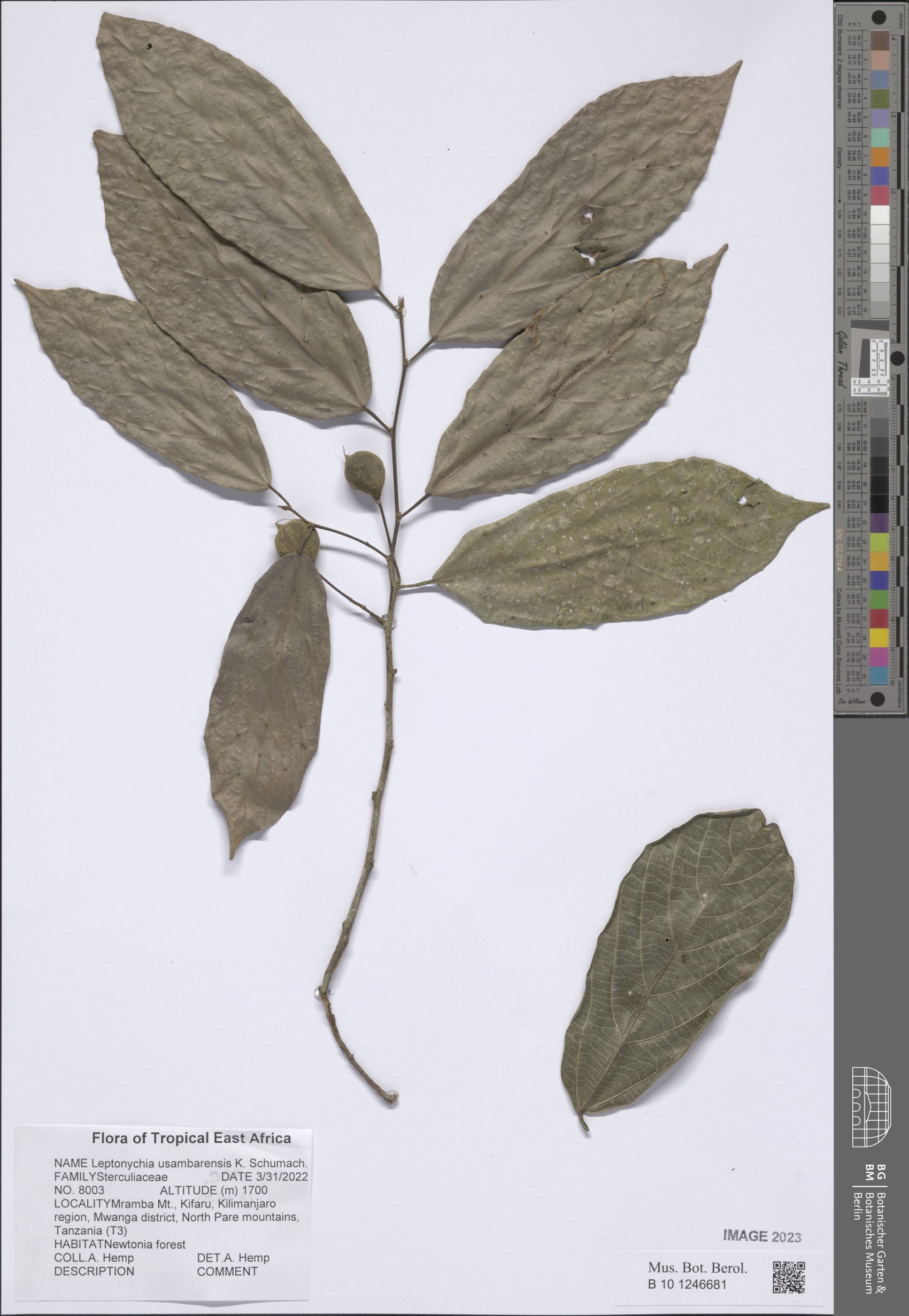 Leptonychia usambarensis