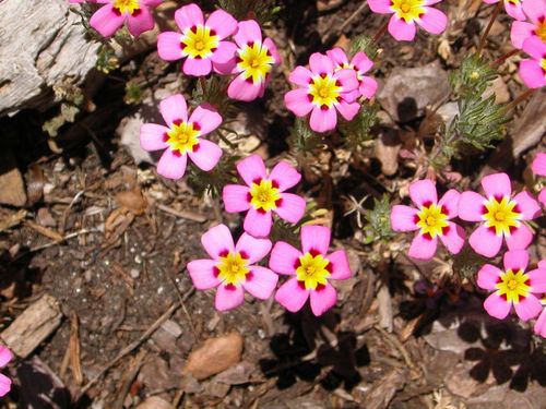 Leptosiphon ciliatus (Whiskerbrush) — photo