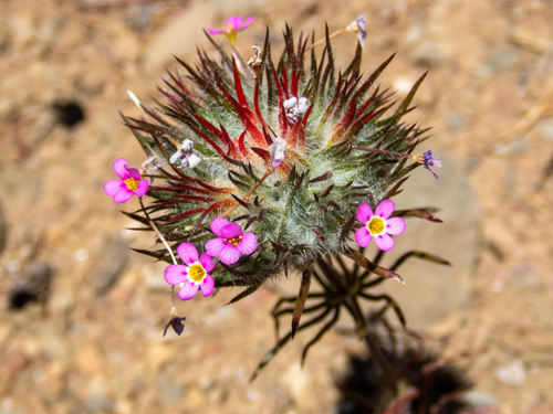Leptosiphon ciliatus (Whiskerbrush) — photo